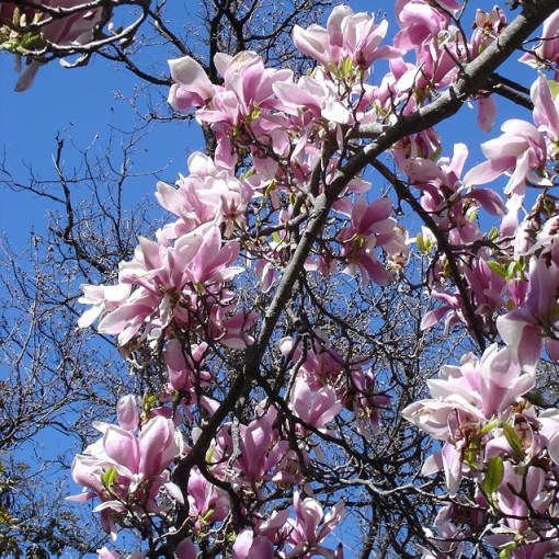 By Jean Tosti (Own work) [GFDL (http://www.gnu.org/copyleft/fdl.html) or CC-BY-SA-3.0 (http://creativecommons.org/licenses/by-sa/3.0/)], via Wikimedia Commons