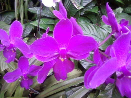 orchid, longwood gardens 2013 by litebeing chronicles
