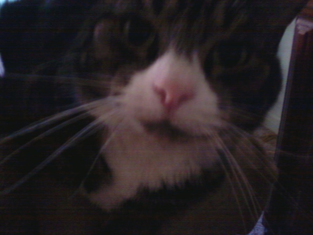 litebeing chronicles 2013