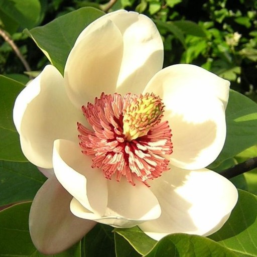 wikimedia.org public domain