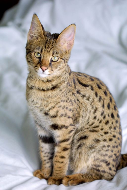Savannah_Cat_portrait