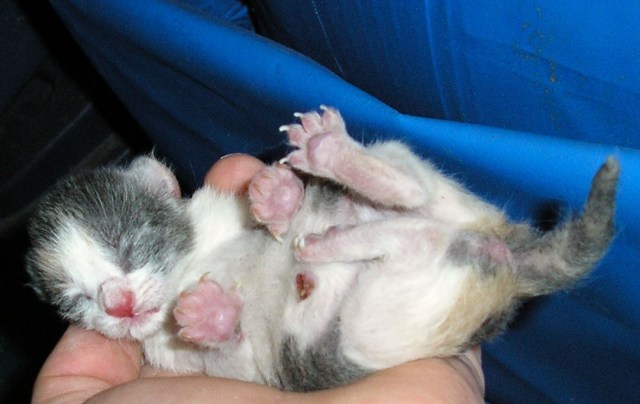 Three-hour-old-kitten