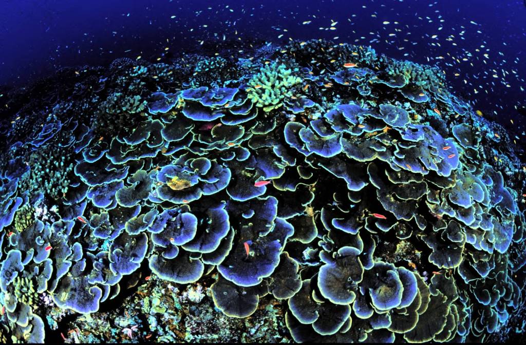 Coral_at_Jarvis_Island_National_Wildlife_Refuge