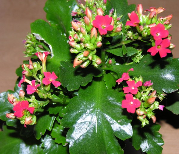 wikimedia.org public domain