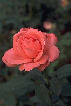 By Leander Schiefer LeSch (Own work) [GFDL (http://www.gnu.org/copyleft/fdl.html) or CC-BY-SA-3.0 (http://creativecommons.org/licenses/by-sa/3.0/)], via Wikimedia Commons