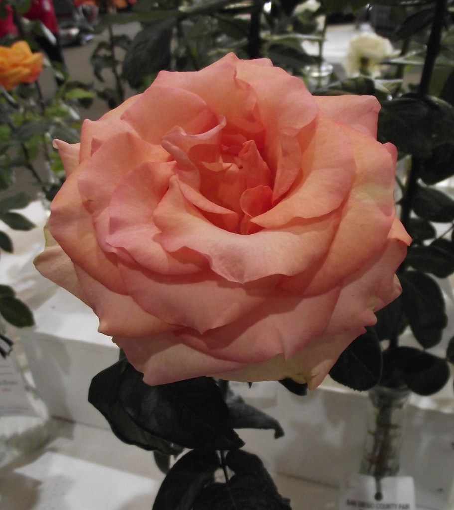 wikipedia.org pub domain