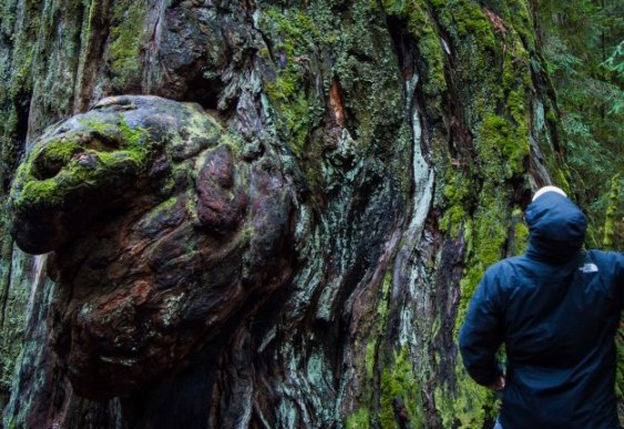 non-selfie with non-tree