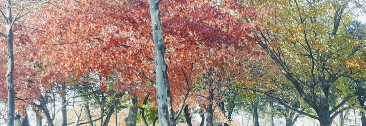 cropped-20191111_151348.jpg